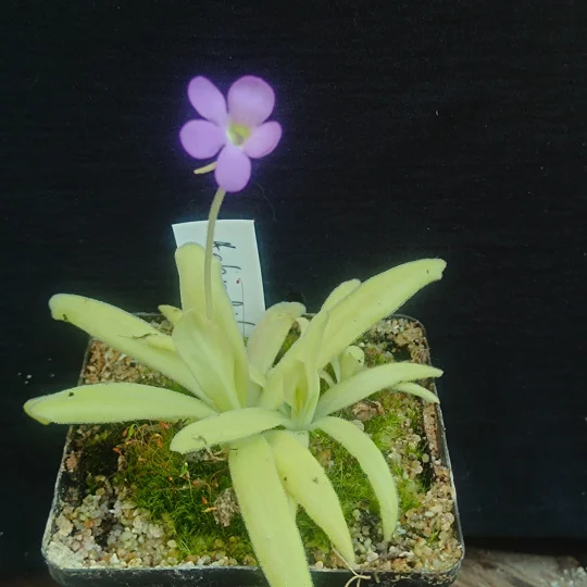 Pinguicula APHRODITE