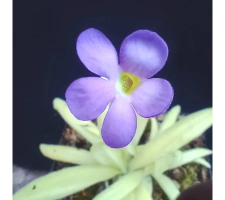 Pinguicula APHRODITE