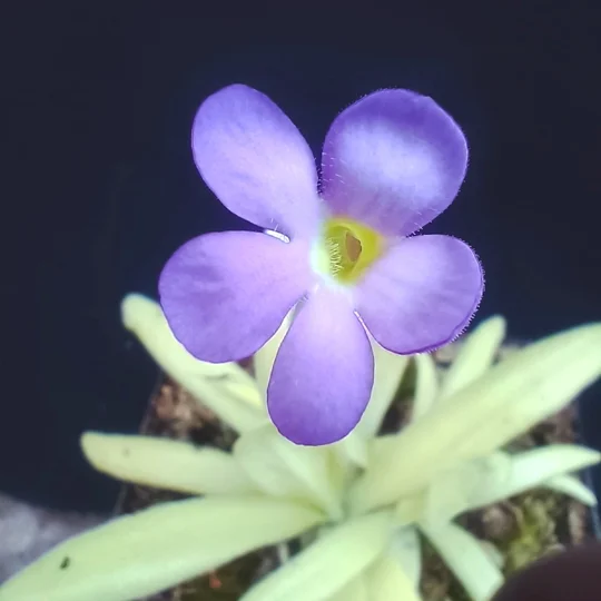 Pinguicula APHRODITE