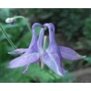 Aquilegia vulgaris, 50 seeds