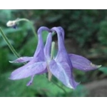 Aquilegia vulgaris, 50 seeds