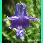 Aquilegia vulgaris, 50 seeds