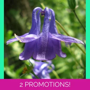 Aquilegia vulgaris, 50 seeds