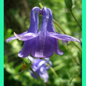 Aquilegia vulgaris, 50 seeds