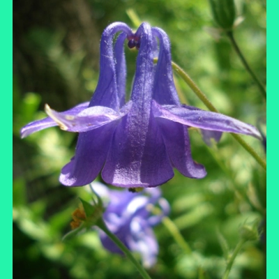 Aquilegia vulgaris, 50 seeds