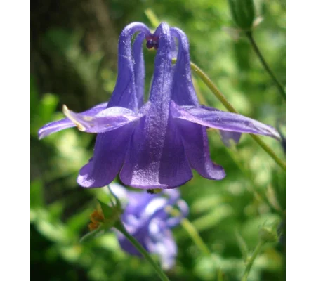 Aquilegia vulgaris, 50 seeds