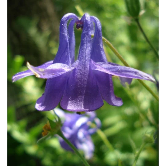Aquilegia vulgaris, 50 seeds