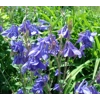 Aquilegia vulgaris, 50 seeds