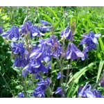 Aquilegia vulgaris, 50 seeds