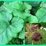 Arctium minus