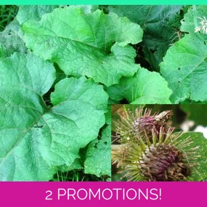 Arctium minus