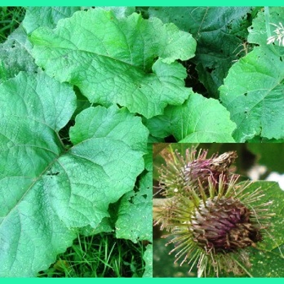 Arctium minus