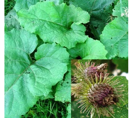 Arctium minus