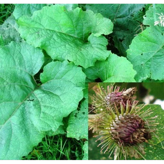 Arctium minus