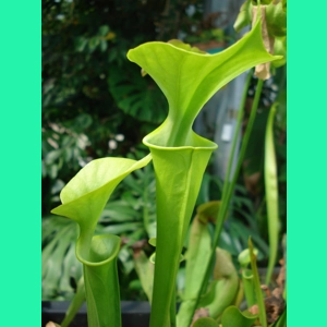 Sarracenia flava var. m..