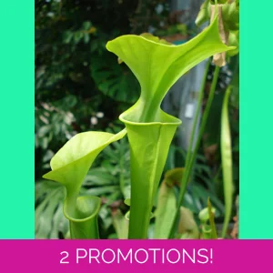 Sarracenia flava var. m..
