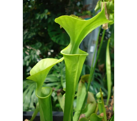Sarracenia flava var. maxima 'DIVERSIFLORA GREEN'