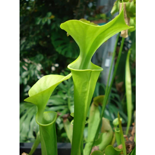 Sarracenia flava var. maxima 'DIVERSIFLORA GREEN'