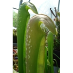 Sarracenia minor var. okefenokeensis, Ware co., Georgia