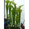 Sarracenia oreophylla var. ornata, de Kalb co., Alabama, R-S8a