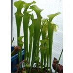 Sarracenia oreophylla var. ornata, de Kalb co., Alabama, R-S8a
