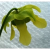 Sarracenia oreophylla var. ornata, de Kalb co., Alabama, R-S8a