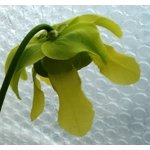 Sarracenia oreophylla var. ornata, de Kalb co., Alabama, R-S8a