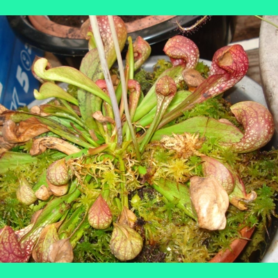 Sarracenia psittacina subsp. psittacina