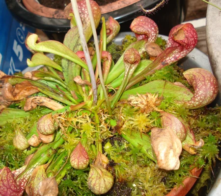 Sarracenia psittacina subsp. psittacina