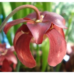 Sarracenia psittacina subsp. psittacina