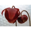 Sarracenia x chelsonii 'MAROON'