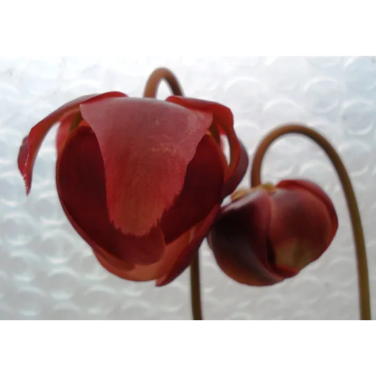 Sarracenia x chelsonii 'MAROON'