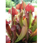 Sarracenia x chelsonii 'MAROON'