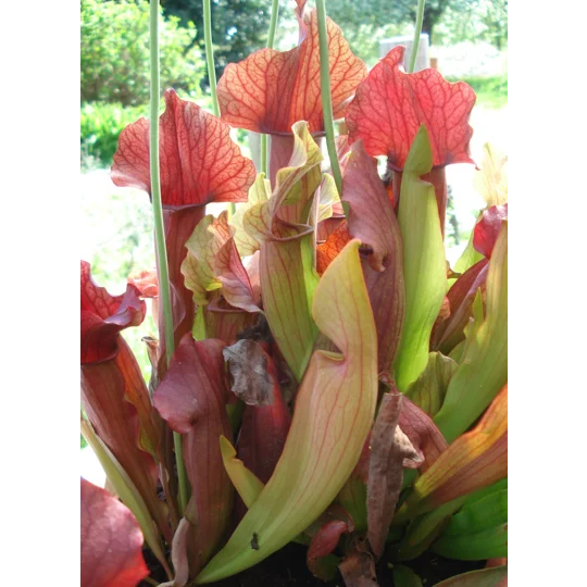 Sarracenia x chelsonii 'MAROON'