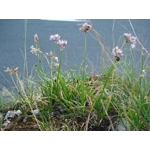 Allium lusitanicum, 30 seeds