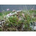 Allium lusitanicum, 30 seeds