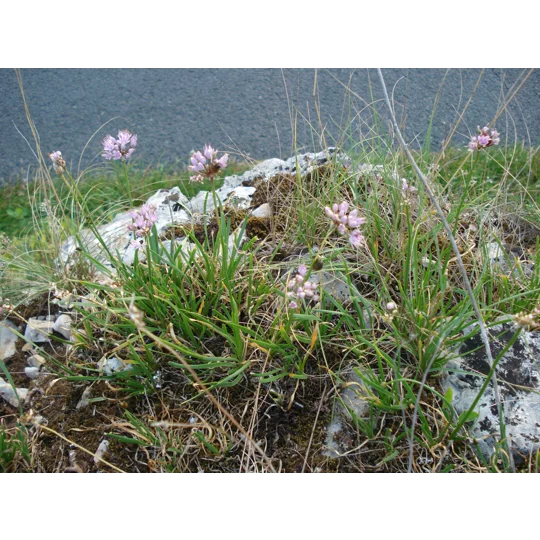 Allium lusitanicum, 30 seeds
