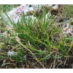 Allium lusitanicum, 30 seeds
