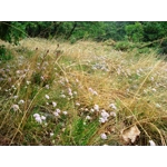 Allium lusitanicum, 30 seeds