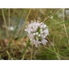 Allium lusitanicum, 30 seeds