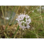 Allium lusitanicum, 30 seeds