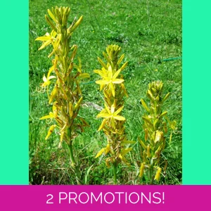 Asphodeline lutea, 10 seeds