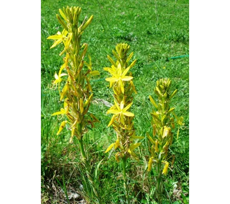 Asphodeline lutea, 10 seeds