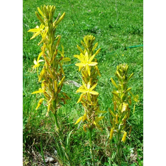 Asphodeline lutea, 10 seeds