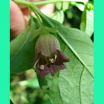Atropa belladonna, 30 seeds