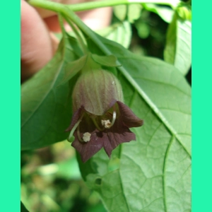Atropa belladonna, 30 seeds