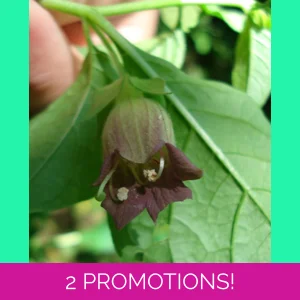 Atropa belladonna, 30 seeds