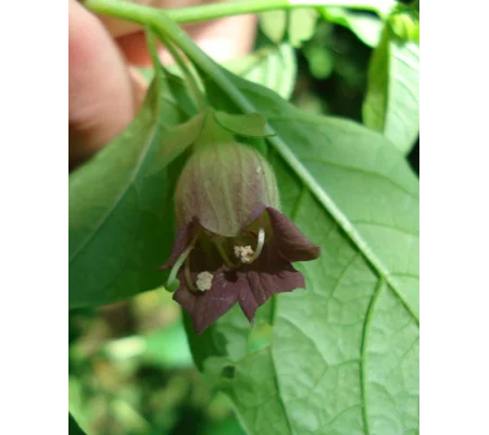 Atropa belladonna, 30 seeds