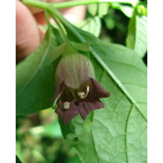 Atropa belladonna, 30 seeds