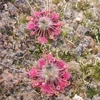 Drosera australis Pink flowers red veins, 10+ gemmae